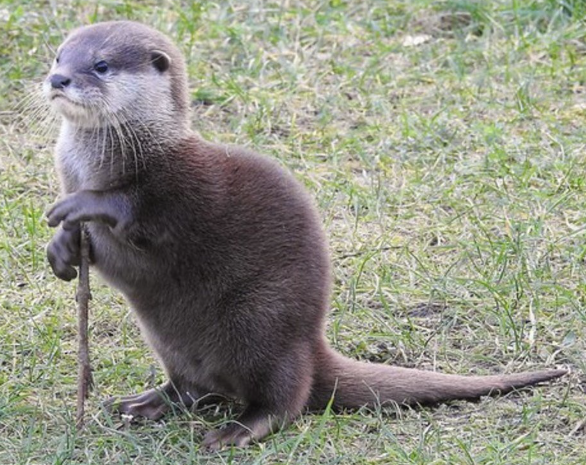 File:Otter wizard.png