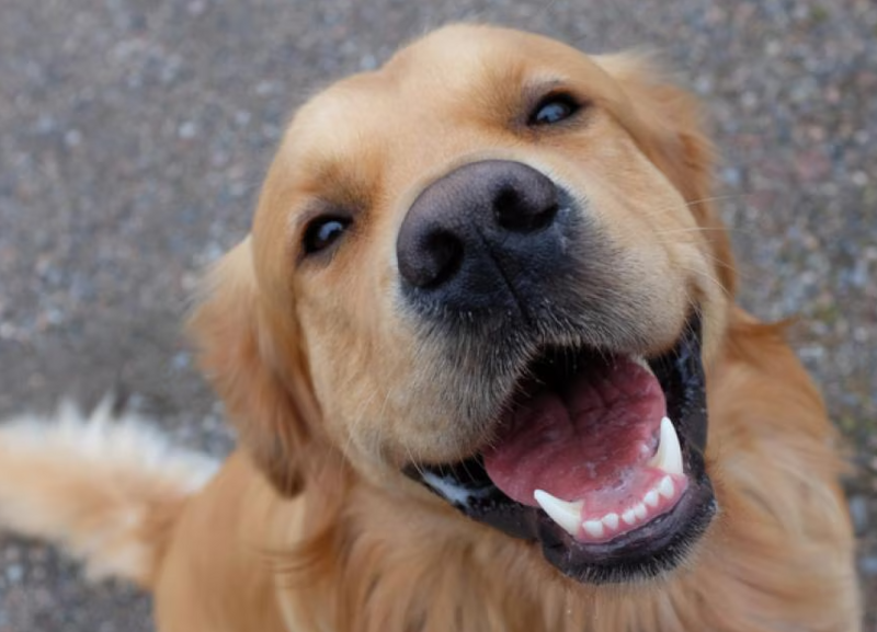 File:Happy Dog1.png