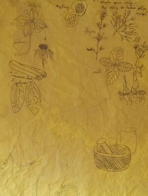 Herbs Sketches.jpg