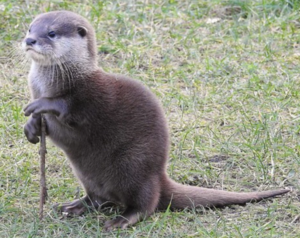 Otter wizard.png