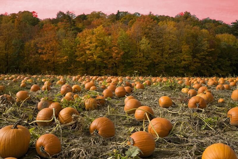 File:Pumpkin Patch.jpg